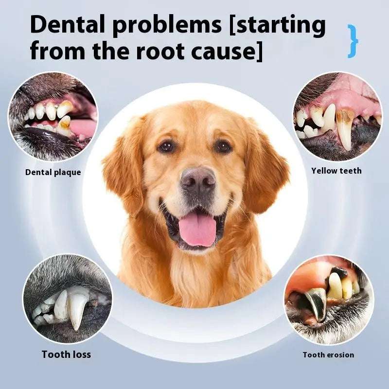 Infographic showing dental problems in pets: plaque, yellow teeth, tooth loss, and tooth erosion with happy dog in center.